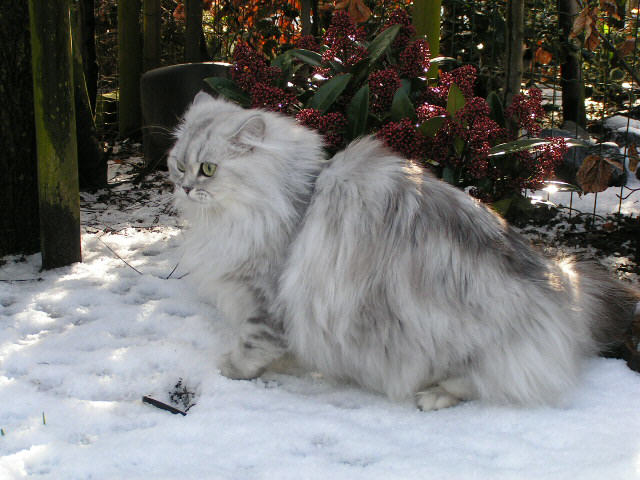 Snowcat