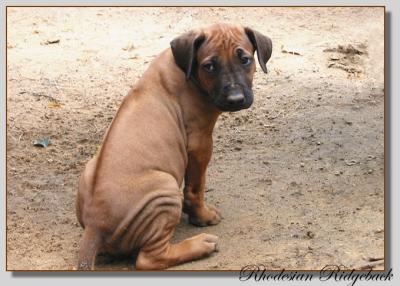 Ridgeback