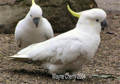 2 Sulphur-Crested Cockatoos