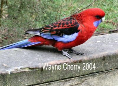 Crimson_Rosella_on_fence