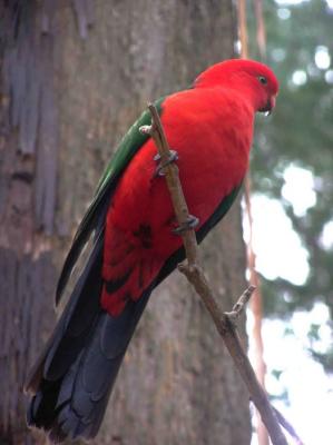 King_Parrot_in_the_wild