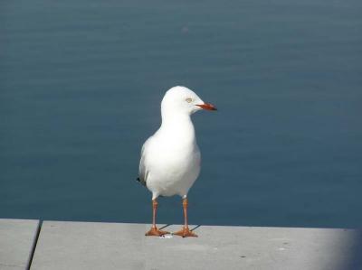 Silver Gull standing