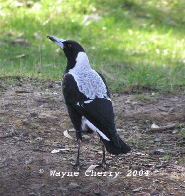 White Backed Magpie