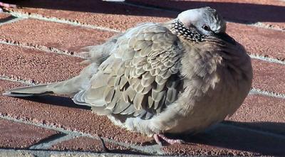 Spotted Turtledove