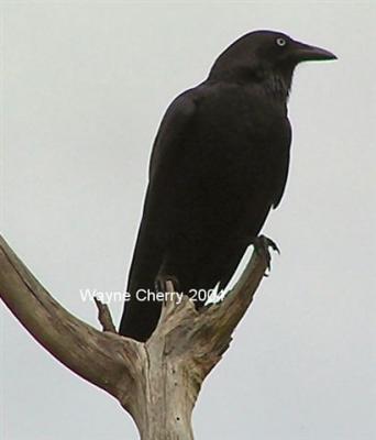 Australian Raven