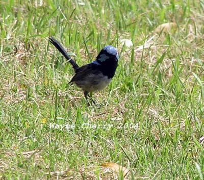 Blue Wren