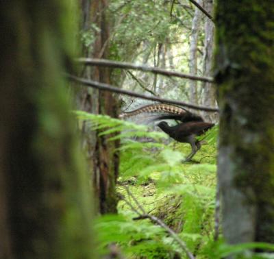 Lyrebird