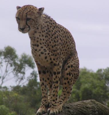 Cheetah