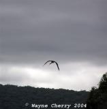 Ibis in Flight