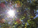 Autumn Leaves