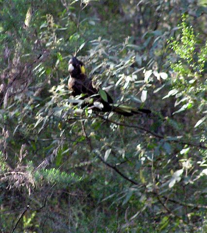 Yellow-Tail Black Cockatoo