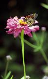 Monarch on Flower