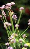 butterfly-capemay3.jpg