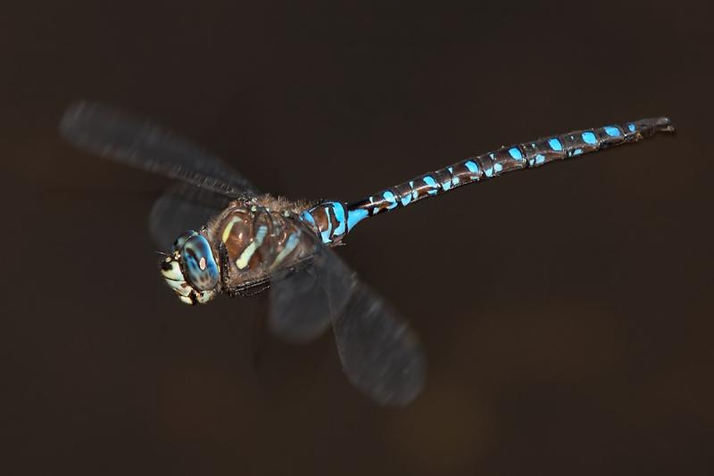 blue  eyed darner