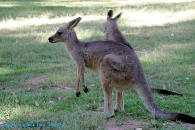 Kangaroos - A Close Encounter 01