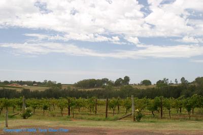 Golden Grape Estate 01