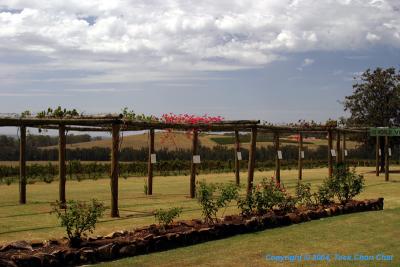 Golden Grape Estate 03