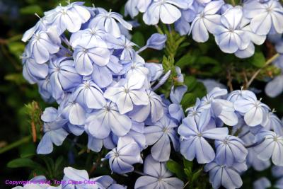 Flowers At Hunter Valley Town