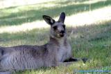 Kangaroos - A Close Encounter 02