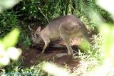 Kangaroos - A Close Encounter 03