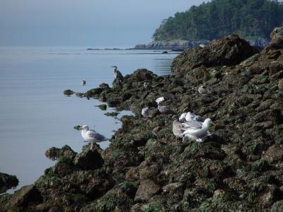 Birds