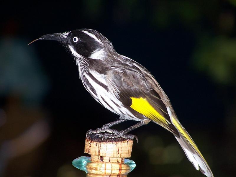 A Tame Honey Eater in Profile.jpg