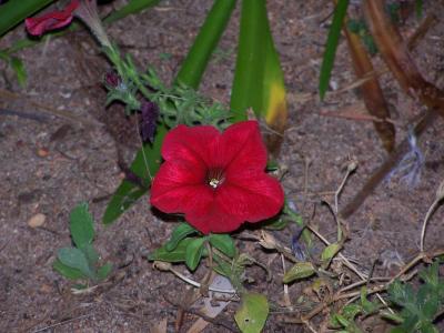 A Pretty Flower.jpg