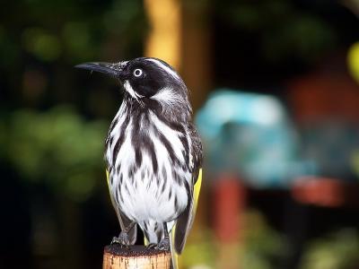 A Tame Honey Eater.jpg