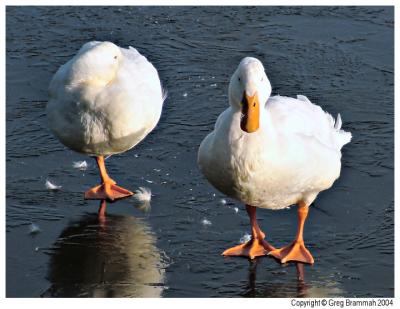 Ducks-2.jpg