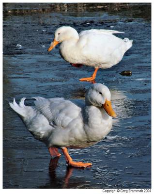 Ducks-4.jpg