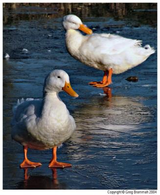 Ducks-8.jpg