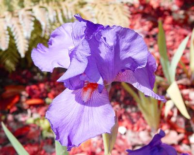 iris.jpg