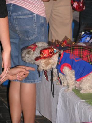 Poodle clothes for sale at the market.  eek.