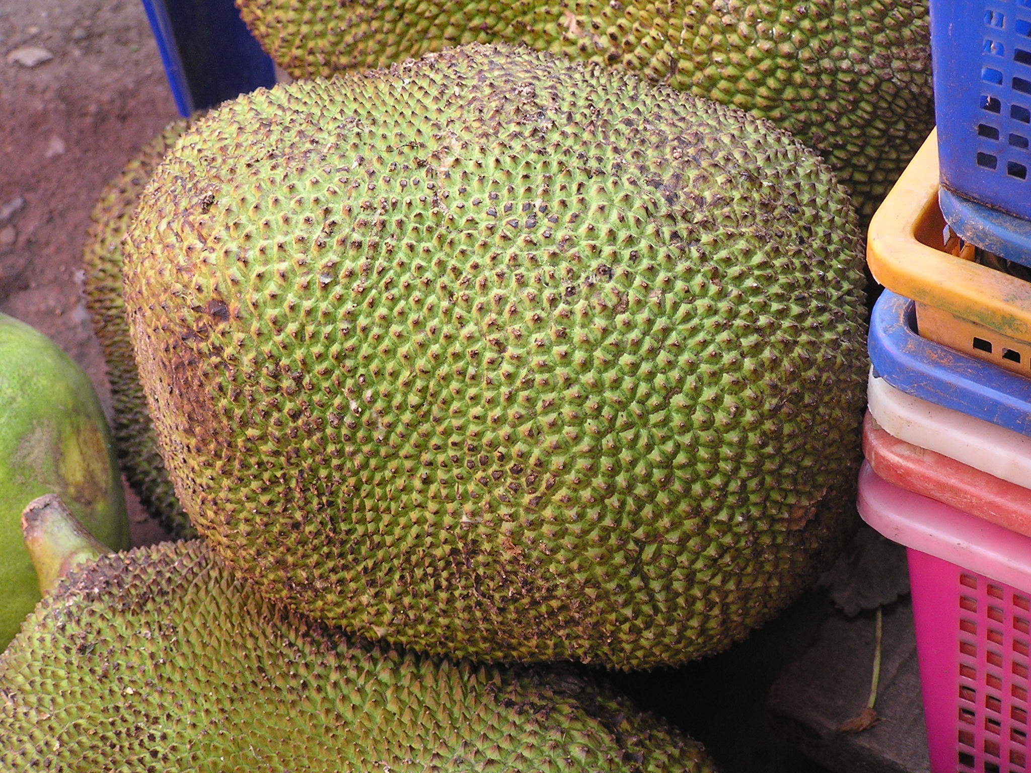 ugly jackfruit