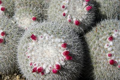 Huntington Library & Botanical Gardens - 12/03