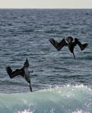 Diving for Food