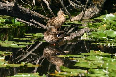 Two Ducks