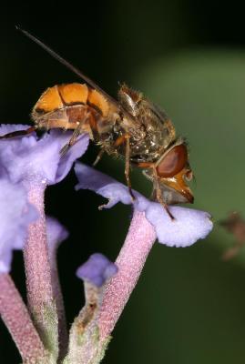 CRW_1550_RJ.jpg