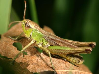 Grasshopper and Cricket Macros