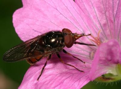 CRW_1429_RJ.jpg