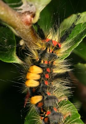 Caterpillar and Grub Macros