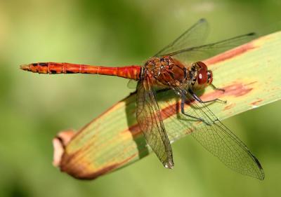 Dragonfly and Damsel Fly Macros