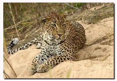 Rock Drift Male Leopard (MalaMala). 34583727.6826.jpg
