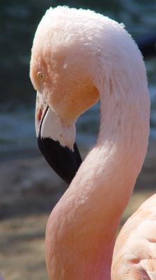 Pink Flamingo.jpg