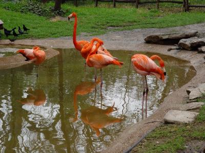 Flamingo's.jpg