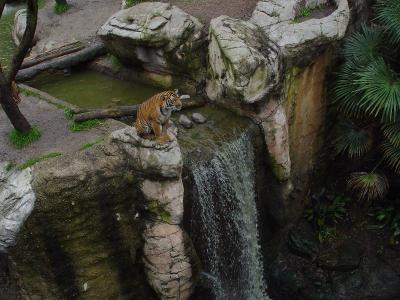 Sumatran Tiger1.jpg