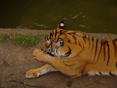 Sumatran Tiger3.jpg