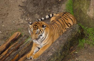 Sumatran Tiger4.jpg