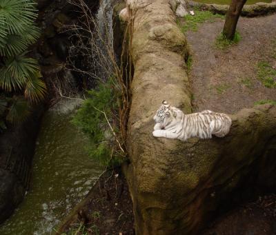 White Bengal Tiger2.jpg