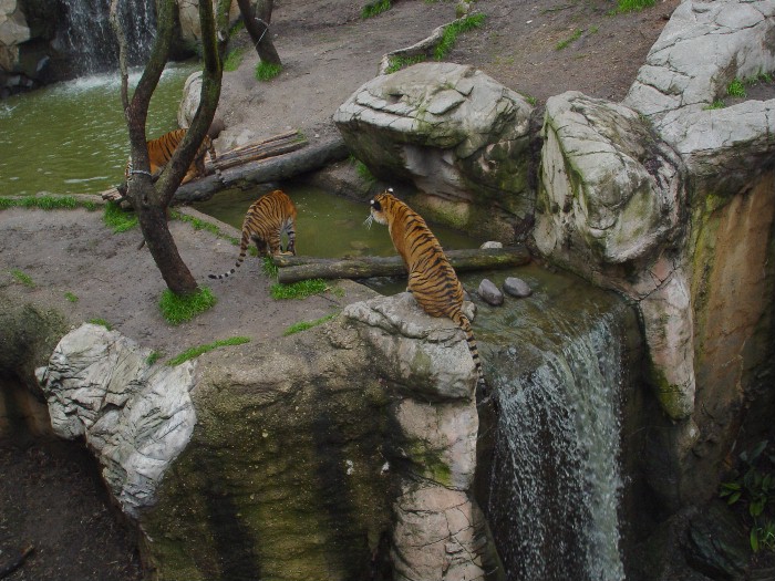 Sumatran Tiger2.jpg